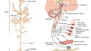 【人体生理学】Guyton and Hall Medical Physiology